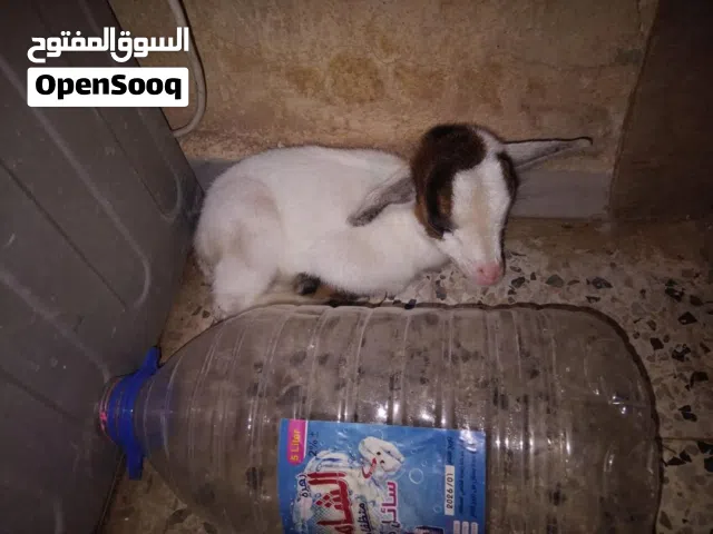 لعدم المصداقيه جدي فلبيني قزم للبيع السعر  د300المكان سوق الجمعه الحشان يلي بي ربي بل مرضعه