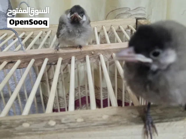 بلابل للبيع مخاليف اقرو الوصف