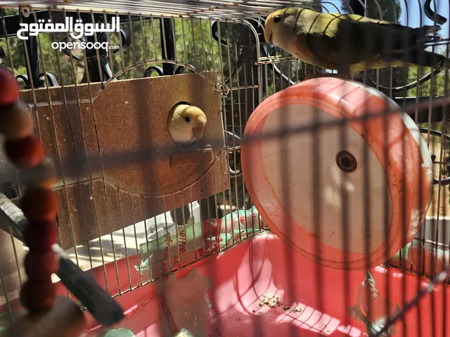 روز وكوكتيل