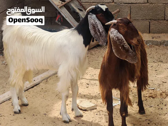 2 معزات ربي يبارك