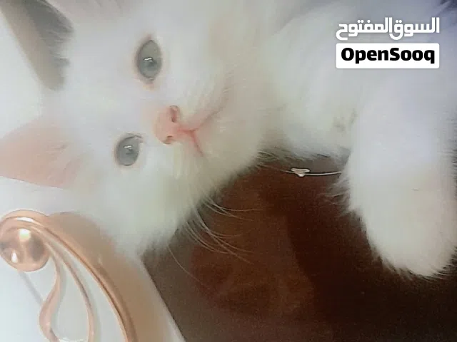 قط شيرازي ذكر شهرين