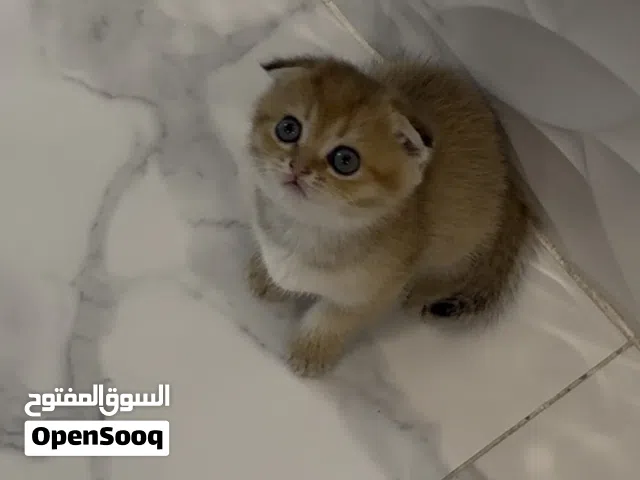 Kitty Scottish fold 55 days