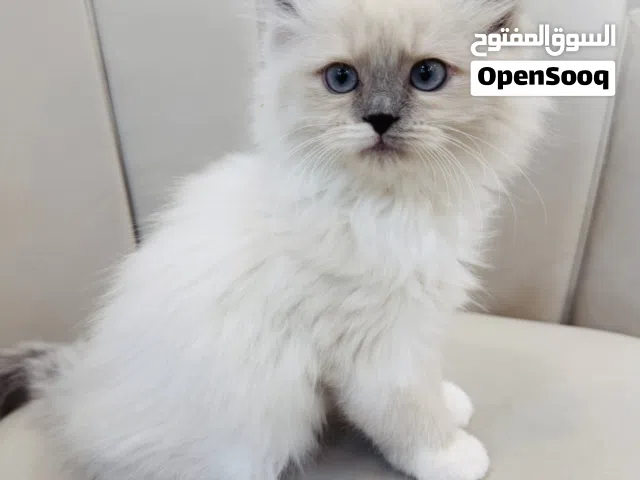 For sale Ragdul cat 2 months old