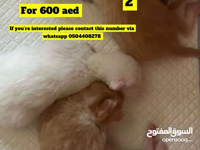 قطوتين لونهم برتقالي.