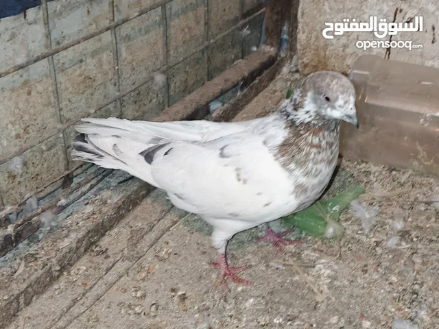 حمام للبيع ،زوج 8