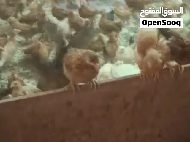 للبيع صيصان فرنسي احمر بيور