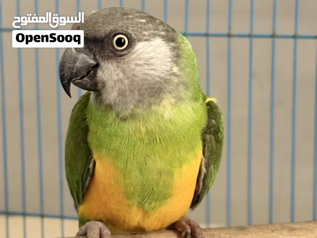 للبيع ذكر سنغالي مع قفص اسود كبير