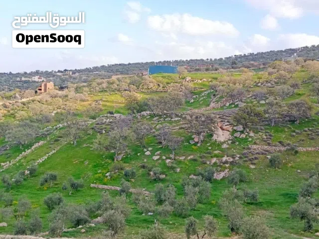 Farm Land for Sale in Zarqa Al-Alouk