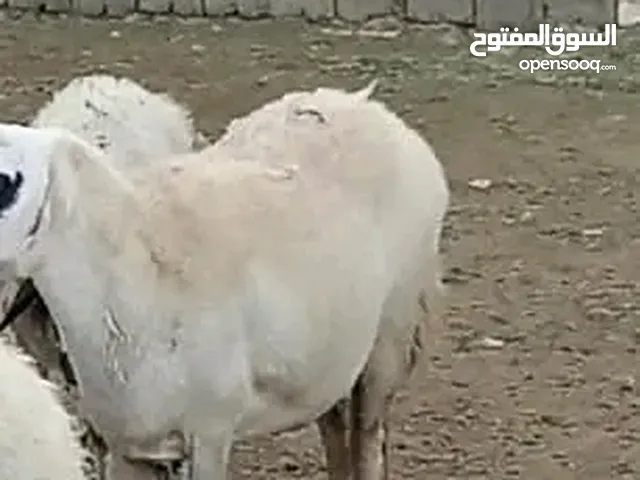 نعجه ربي ايبارك