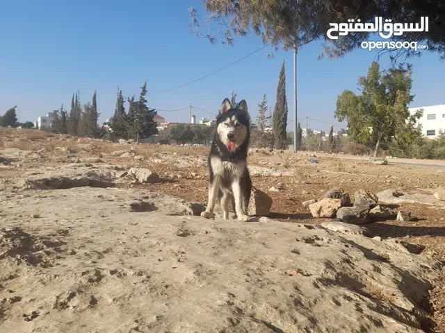 كلبه هسكي السيبير للبيع