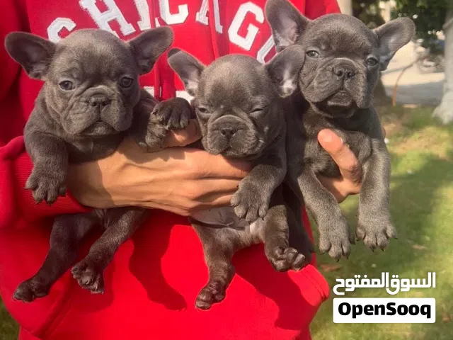 فرنش بولدوج بلوو جراوي