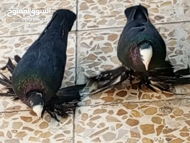 حمام زينه  تحاجيل