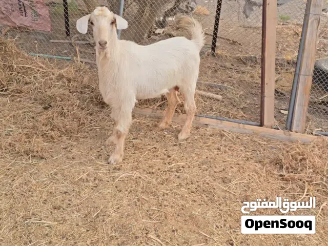 وين شراية الصنف الجامودي الممتاز حلال الجبل الاخضر