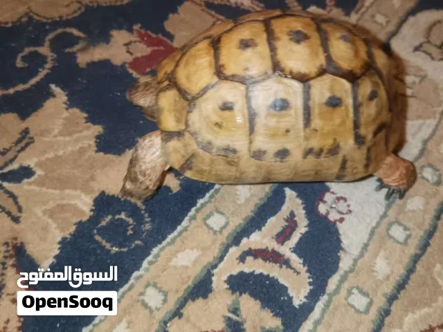 3 سلاحف يونانيه  اليفه صحه ونظافه و صدفه بدون اي خدش  سلحفاه سلحفاة  كركعه  كرامع