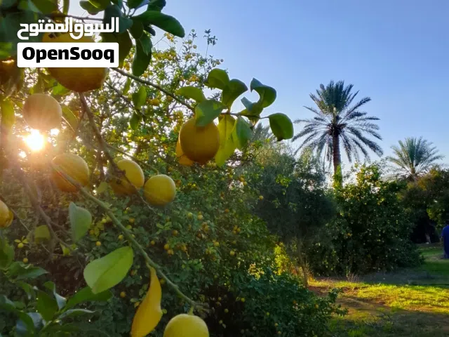 ارض للبيع..  مساحة 3000متر