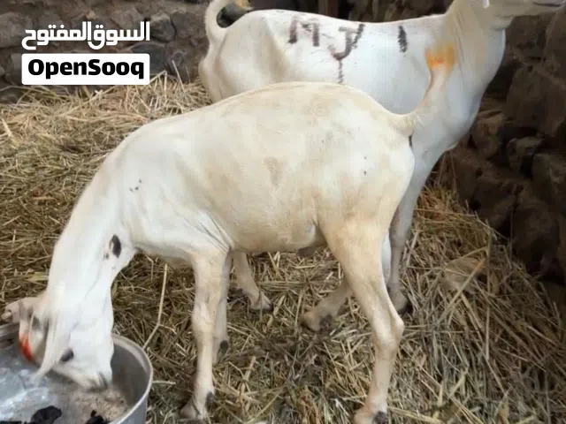 5 جدايا صوماليات جاهزات للذبح أو للتربية