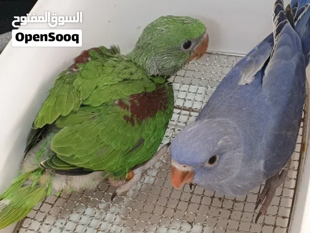 فراخ كساندرا+ دره فايلت