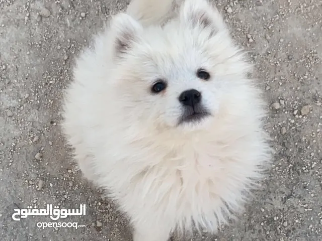 سامويد بيور للبيع