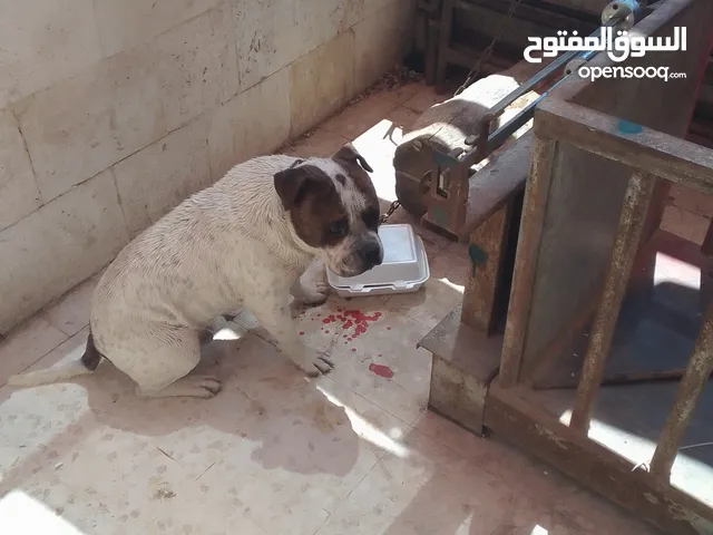 بيتبول للبيع