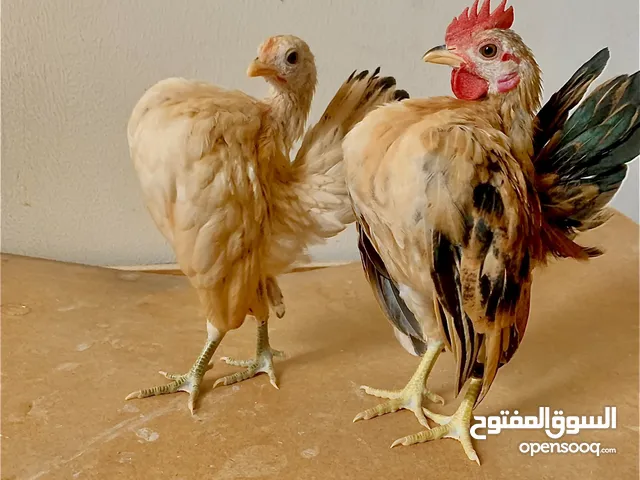 #Serama #chicken #سيراما #دجاج