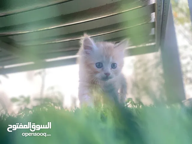قط شيرازي للبيع