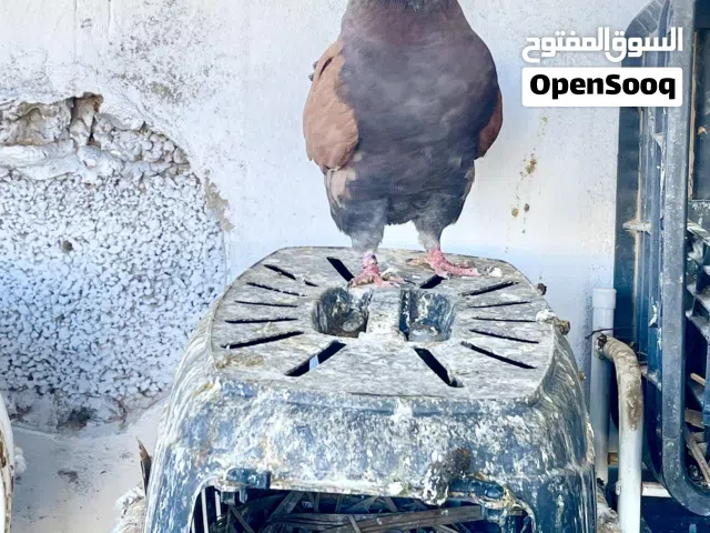 ذكر مودينا تب تب