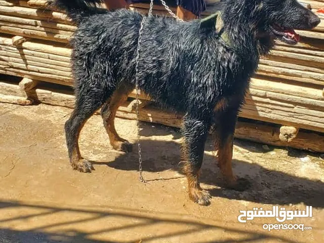 كلابين الماني اصيل عرطة