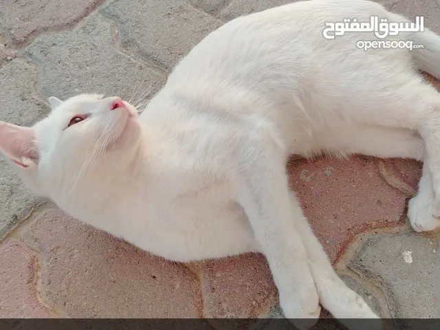 قطوه