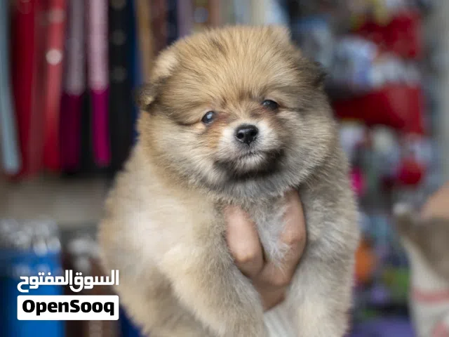 بوميرنيان سوبر ميني – لطافه × ذكاء × فخامة