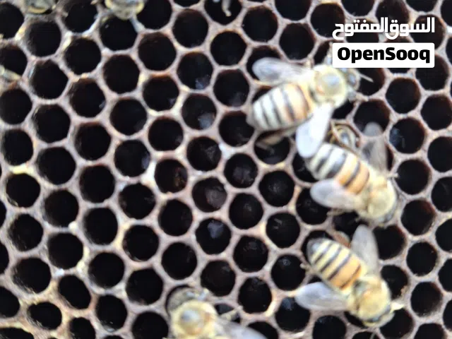 مطلوب فرازة عسل