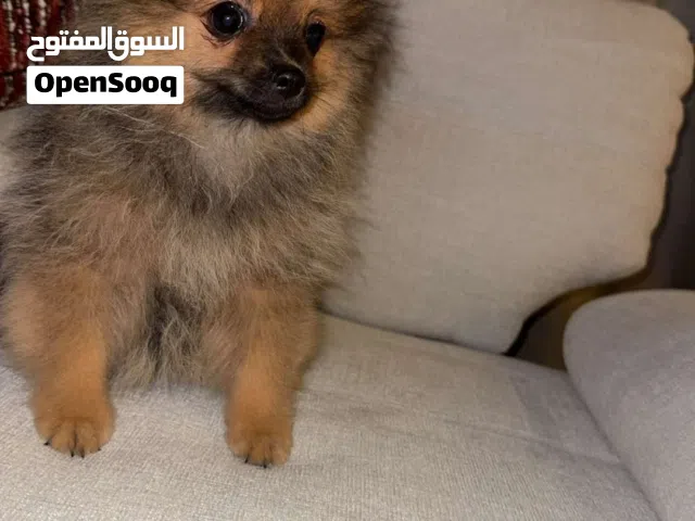 Male Pomarian best price