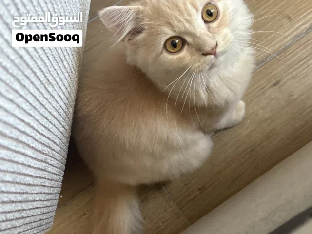 قطوه لتبني ،