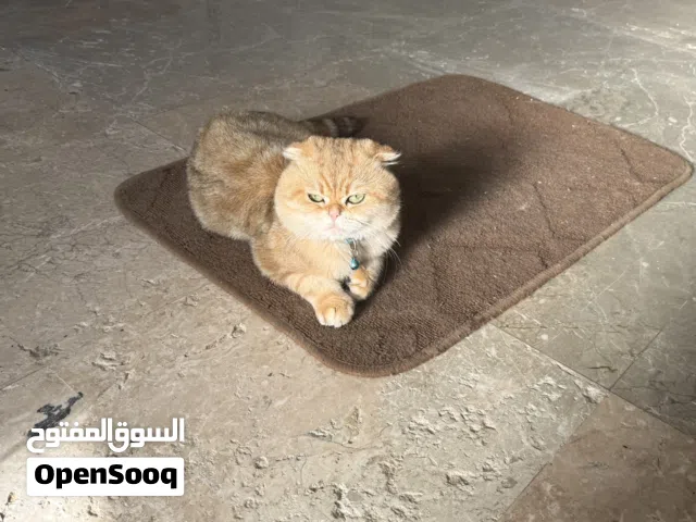 ذكر سكوتش فولد