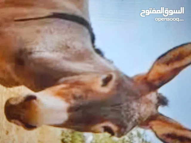 مطلوب احماره للبيع