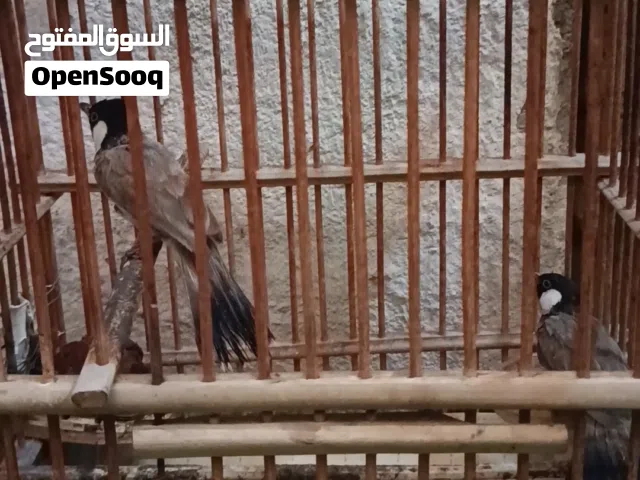 بلابيل صيد وحشيات للبيع