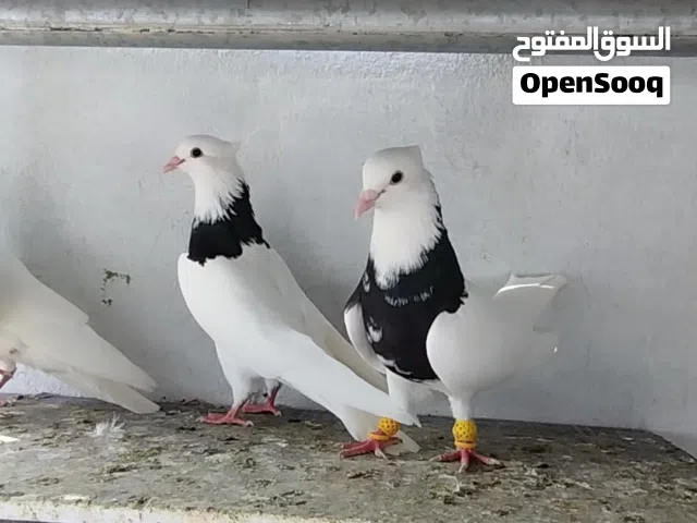 للبيع زوجين نفس اللوان طقم جميل وقصات نظيفه