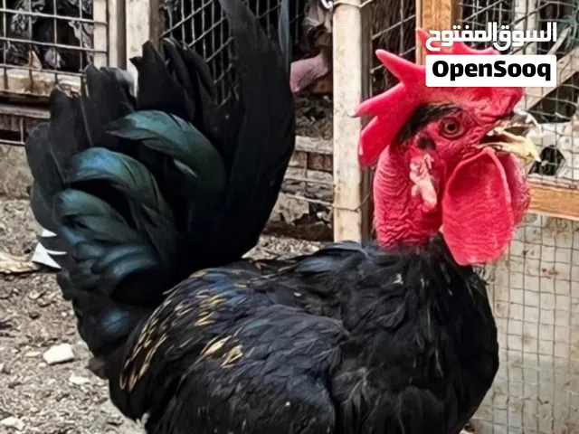 متاح دجاج ابو ركيبة العدد 5 قطع -4 دجاجات + ديج الدجاجات اول مبياض الهم