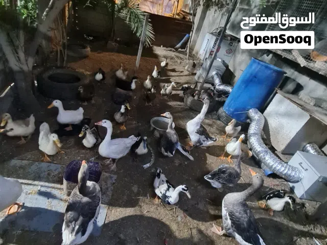 بش بياض الزوج 15 الف قفل متوفر سبع ازواج انثايه وزوج فحله