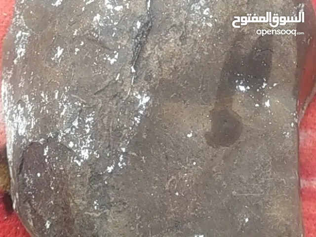 احجاريمانيةكريمه