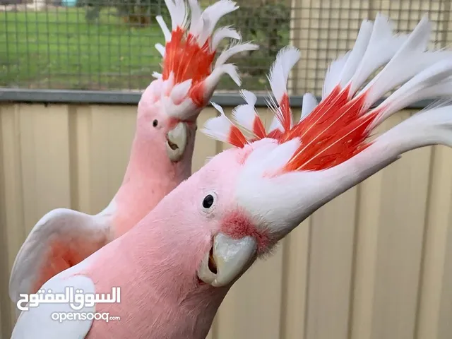 Major Mitchell's cockatoo Available