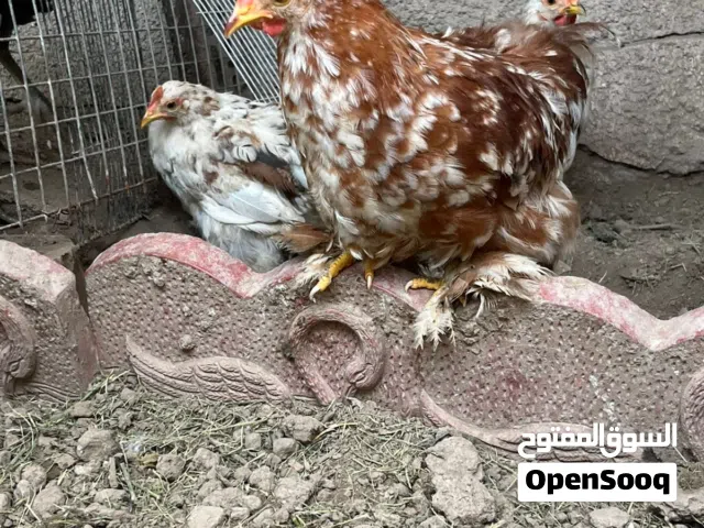 ديج كوشن للبيع