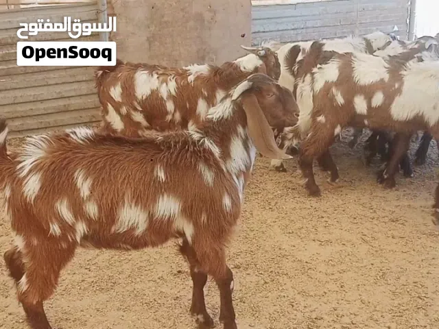 جديان هنديات نخب اول اقرأ التفاصيل بالأعلان