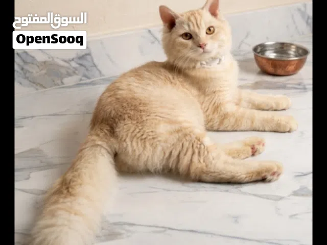 للبيع: قط شيرازي ذكر  "مون فيس" راقي