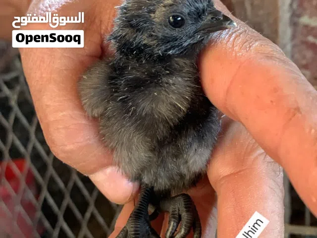 صيصان لمبرجيني اسود سلاله صافيه نقيه ومستورده صحه ونظافه نخب النخب عظم اسود لحم اسود استيراد الماني