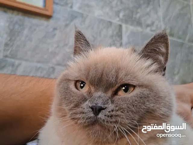 قطة شانشيلا مكس