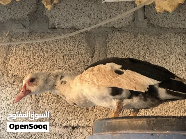 فرصه من يريد يفتح مشروع بط مصري ذكور وا ايناث منتجات الحمدلله للبيع الكل