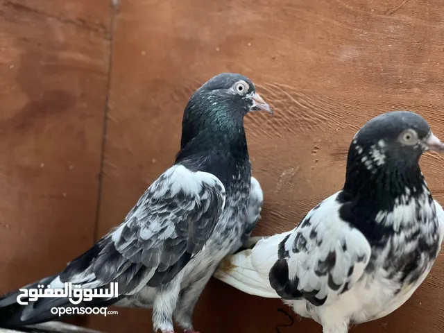 للبيع حمام باكستاني