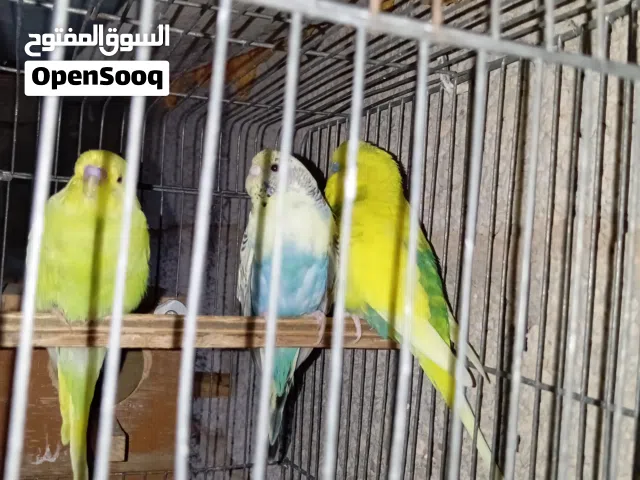 جوز بقلينو معه فرخ ربي يبارك