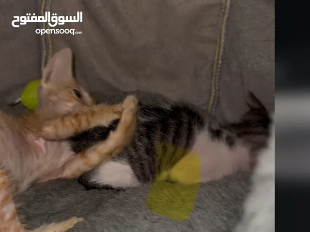 Cats for adoption قطط للتبني