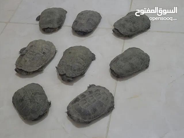 سلاحف برمائي سعر زوج100 سعودي نهايه